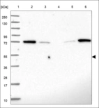 Anti-VPS4B Antibody
