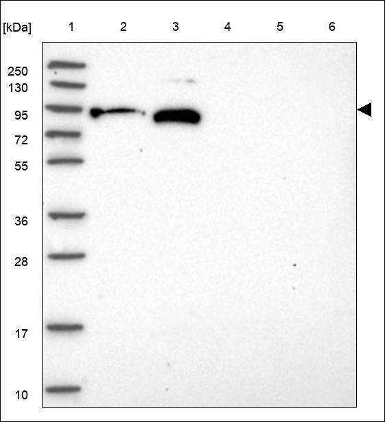 Anti-HSP90AA1 Antibody