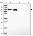 Anti-HSP90AA1 Antibody