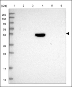 Anti-BANP Antibody