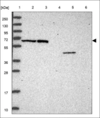 Anti-NUP58 Antibody
