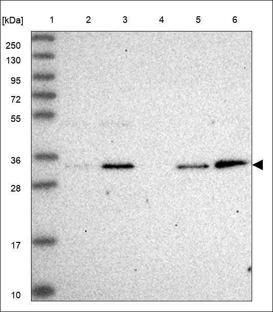 Anti-PITPNA Antibody