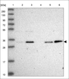 Anti-PITPNA Antibody