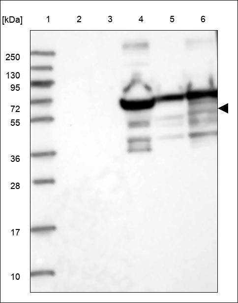 Anti-SESN1 Antibody