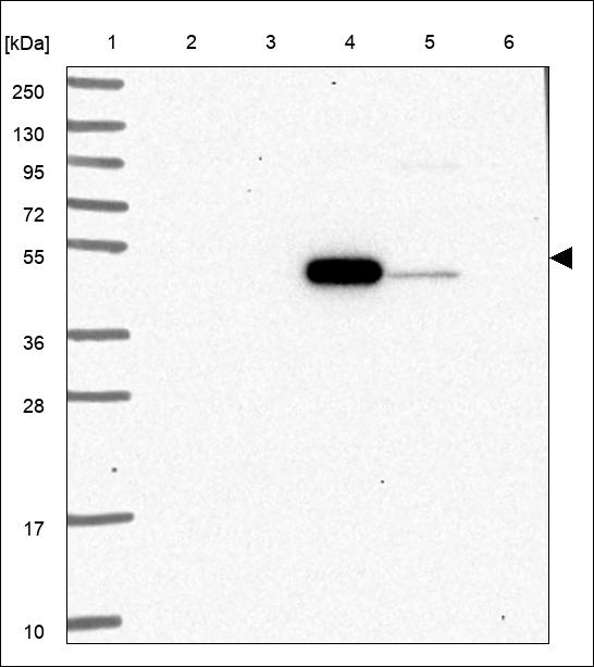 Anti-SYT17 Antibody
