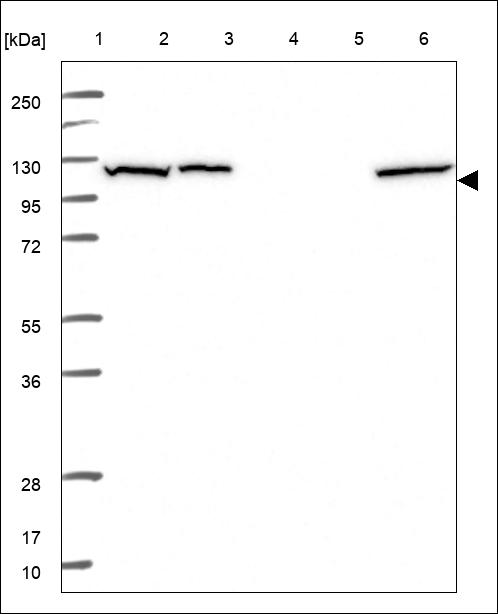 Anti-CNNM4 Antibody