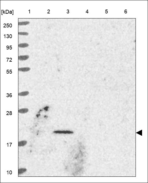 Anti-MRPS18C Antibody