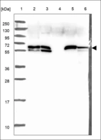 Anti-DMAP1 Antibody