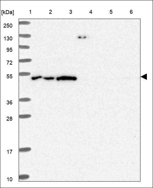 Anti-FBXW9 Antibody