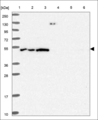 Anti-FBXW9 Antibody