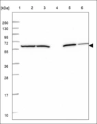 Anti-SPARCL1 Antibody
