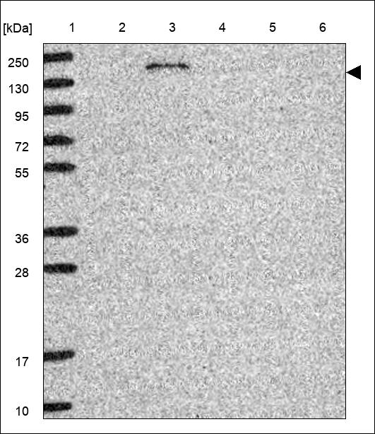 Anti-USP19 Antibody