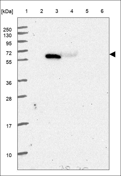 Anti-NCSTN Antibody