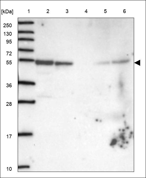 Anti-POFUT2 Antibody