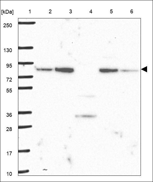 Anti-FCHSD1 Antibody