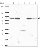 Anti-FCHSD1 Antibody