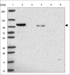 Anti-PPP1R12C Antibody