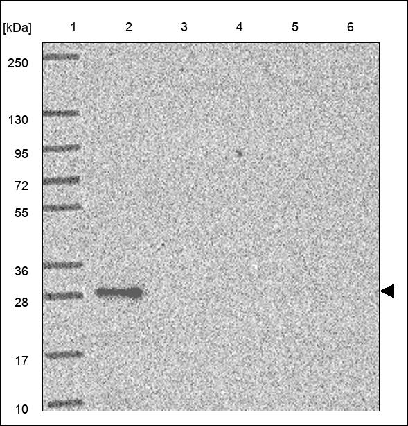 Anti-LIN7A Antibody