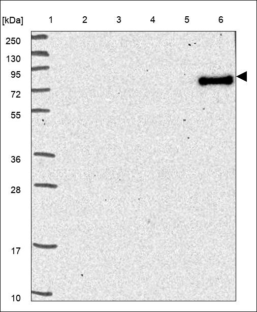 Anti-TLR10 Antibody