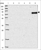 Anti-TLR10 Antibody