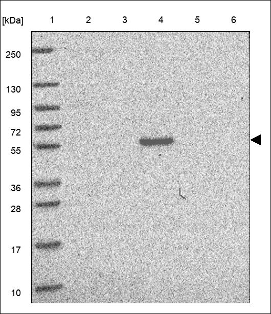 Anti-FCAMR Antibody