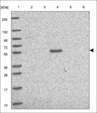 Anti-FCAMR Antibody