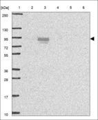 Anti-CEP85 Antibody