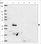 Anti-UFD1 Antibody