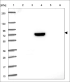 Anti-KIRREL2 Antibody