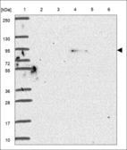 Anti-TRIM9 Antibody