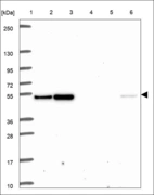 Anti-HOXA3 Antibody