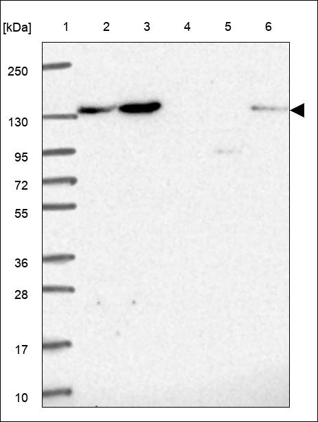 Anti-CEP135 Antibody