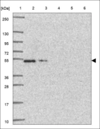 Anti-PICK1 Antibody