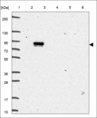 Anti-GAS2L3 Antibody