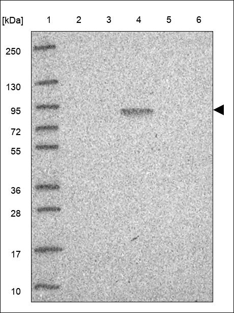 Anti-GRID1 Antibody
