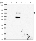Anti-BANK1 Antibody