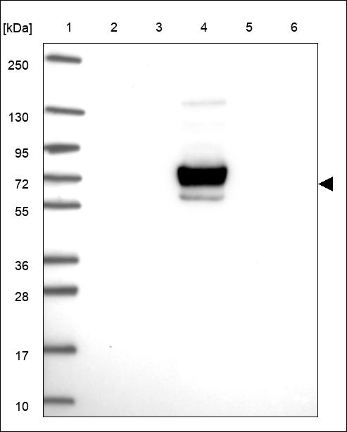 Anti-INSYN2B Antibody