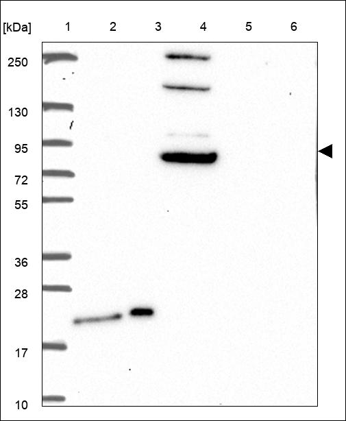 Anti-DRC7 Antibody