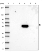 Anti-CDADC1 Antibody