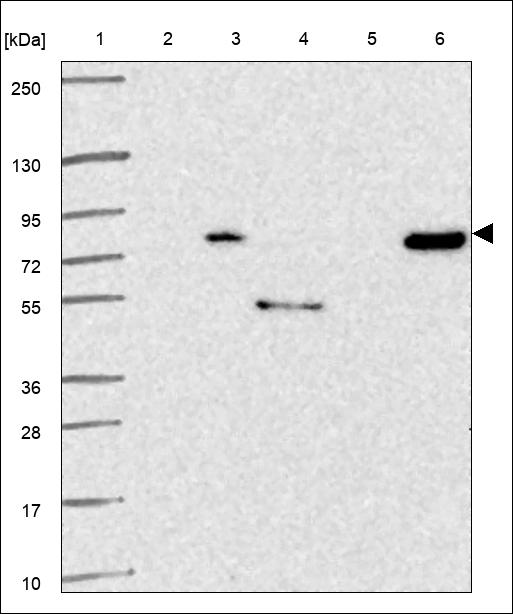 Anti-HAUS3 Antibody