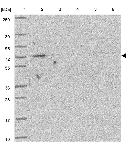 Anti-VPS33B Antibody