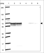 Anti-LPCAT3 Antibody