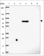 Anti-DCST2 Antibody