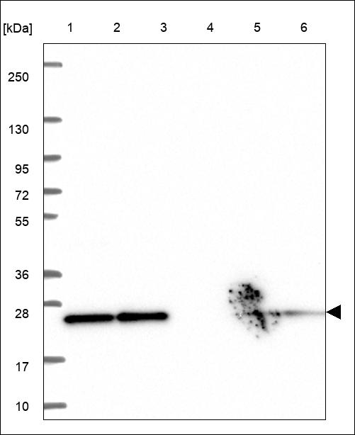 Anti-THOC7 Antibody