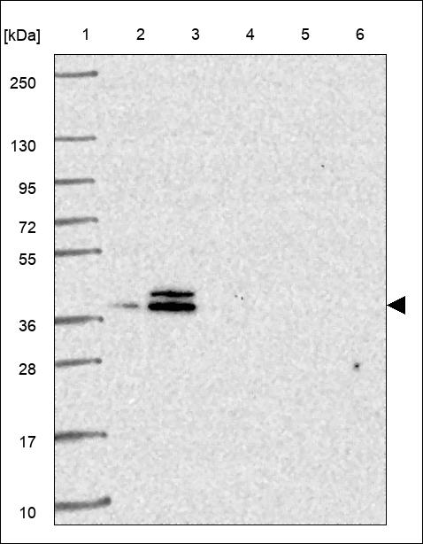 Anti-TEAD4 Antibody