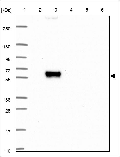 Anti-P3H4 Antibody
