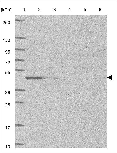 Anti-PLEKHA8 Antibody