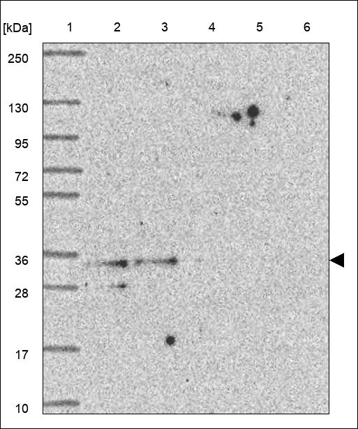 Anti-PLSCR3 Antibody