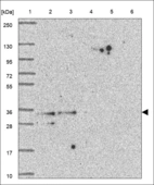 Anti-PLSCR3 Antibody