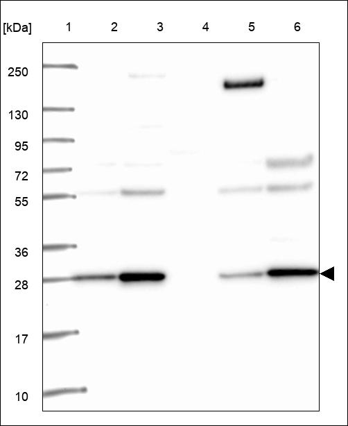 Anti-HDDC2 Antibody